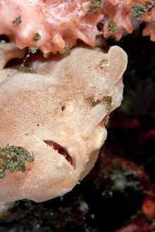 Frogfishes: Painted Frogfish