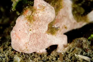 Ambush: Painted Frogfish