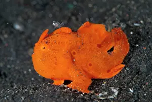 Lure: Painted Frogfish