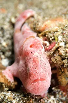 Imitate: Painted Frogfish