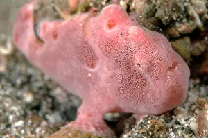 Imitate: Painted Frogfish