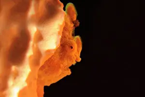 Porifera: Painted Frogfish