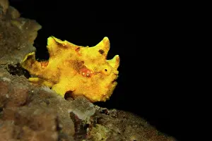Alcyonaria: Painted Frogfish