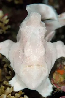 Pictus: Painted Frogfish