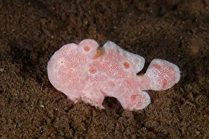 Pictus: Painted Frogfish