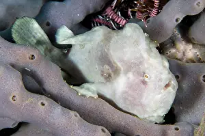 Sponge: Painted Frogfish