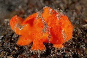 Straits: Painted Frogfish
