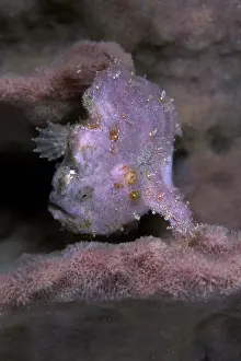 Brit: Painted frogfish, Antennarius pictus, Walindi, West New Brit