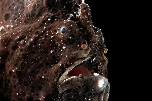 Pictus: Painted frogfish (Antennarius pictus), animal portrait