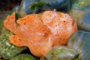 Philippine: Painted frogfish (Antennarius pictus), orange, tiny