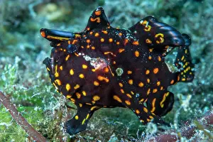 Molucca: Painted frogfish (Antennarius pictus) juvenile with
