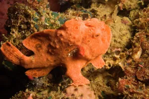 Hidden: Painted Frogfish (Antennarius pictus), Scuba