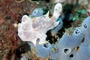 Sponges: Painted Frogfish on blue sponge