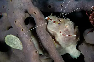 Sponge: Painted Frogfish with Boxer Shrimp