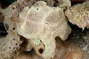 Sponges: Painted Frogfish camouflaged amongst brown sponges
