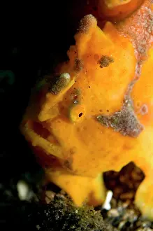 Sponges: Painted Frogfish camouflaged like a sponge