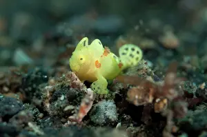 Painted Frogfish - juvenile on black sand