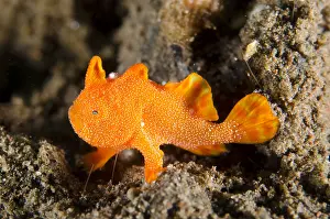 Frogfishes: Painted Frogfish - Juvenile on black sand - Dropoff