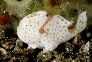 Ambush: Painted Frogfish with lure extended