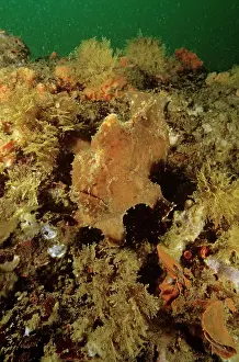 Auscape International: Painted frogfish - often found near sponges