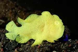 Lophiiformes: Painted Frogfish on sand - Bulakan dive site, Seraya