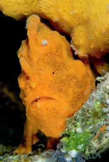 Ambush: Painted Frogfish by sponge