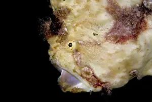 Perang: Painted Frogfish yawning