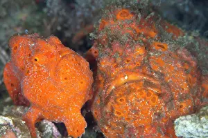 Frogfishes: Painted Frogfishes - baby and adult