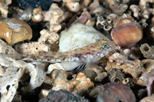 Ledges: A Painted Goby