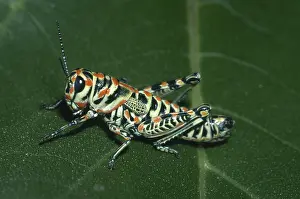 Pictured: Painted Grasshopper