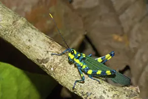 Peruvian: Painted Grasshopper