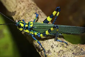 Peruvian: Painted Grasshopper