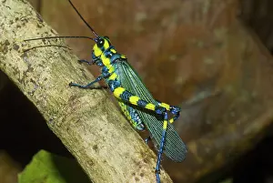 Peruvian: Painted Grasshopper
