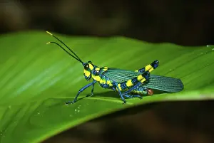 Peruvian: Painted Grasshopper