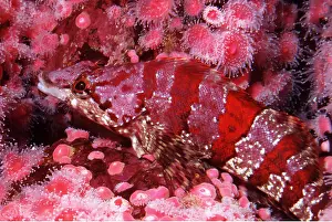 Stripes: PAINTED GREENLING - CAMOUFLAGE
