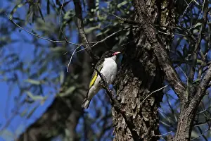 Honeyeater: Painted Honeyeater