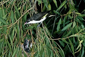 Ellis Mcnamara: Painted Honeyeater - at nest with chicks
