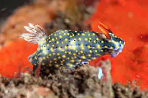 Nudibranches: Painted Hypselodoris Nudibranch