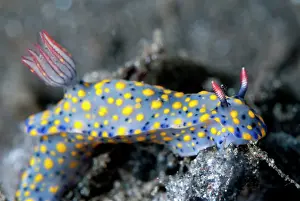 Gill: Painted Hypselodoris Nudibranch