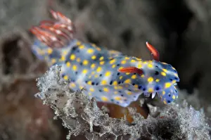 Gill: Painted Hypselodoris Nudibranch