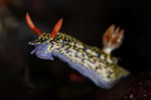 Gill: Painted Hypselodoris Nudibranch