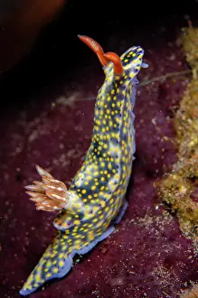 Gill: Painted Hypselodoris Nudibranch