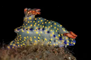 Slug: Painted Hypselodoris Nudibranch