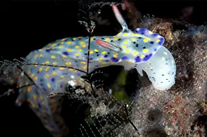 Infucata: Painted Hypselodoris Nudibranch feeding