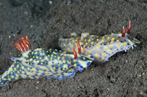 Gill: Painted Hypselodoris Nudibranch - pair