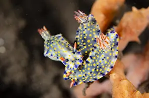 161018: Painted Hypselodoris Nudibranch - on sponge - Melasti