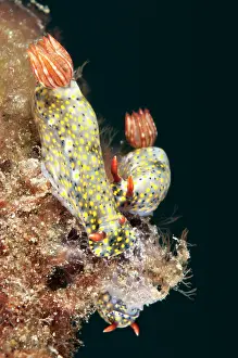 Gill: Painted Hypselodoris Nudibranchs