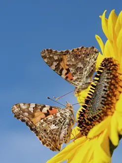Pollinator: Painted lady butterflies on a sunflower. New Mexico