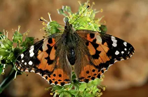 Vanessa: PAINTED LADY BUTTERFLY