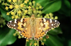 Vanessa: Painted Lady BUTTERFLY